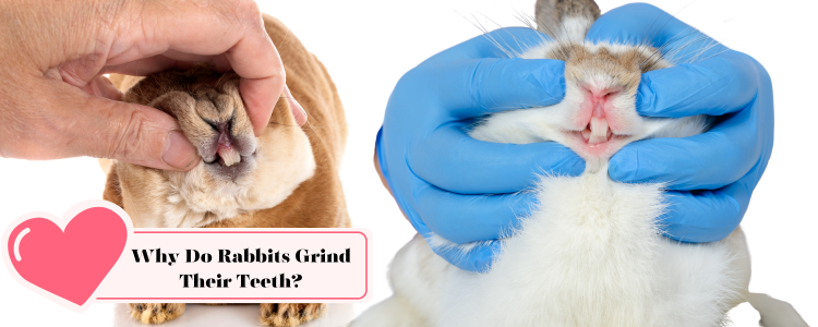 Why Do Rabbits Grind Their Teeth?