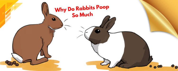 Why Do Rabbits Poop So Much