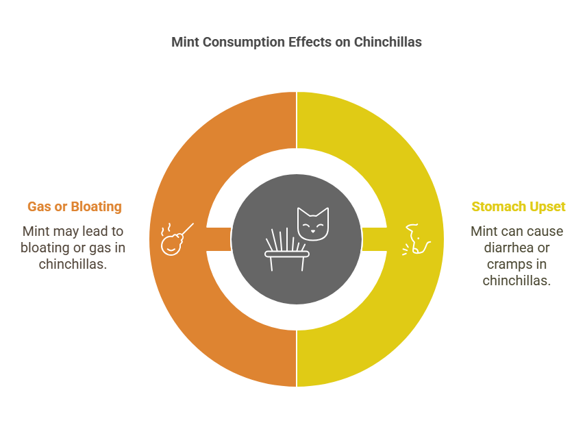 Why Should You Be Cautious About Feeding Mint to Your Chinchilla