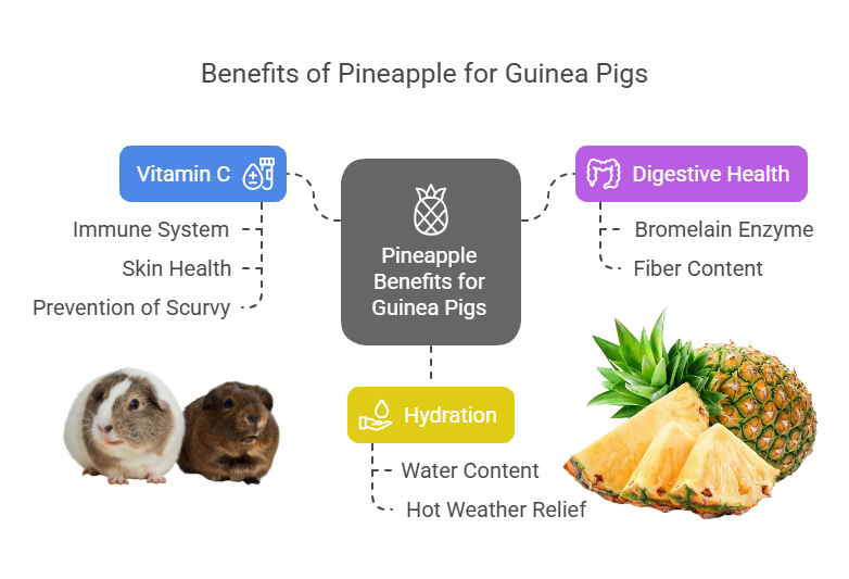 Benefits of Pineapple for Guinea Pigs
