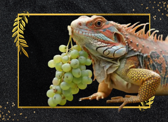 Can Bearded Dragons Eat Grapes