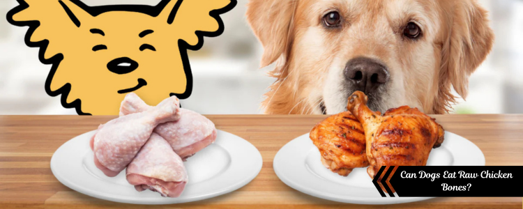 Can Dogs Eat Raw Chicken Bones