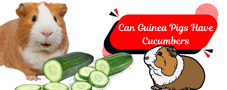 Can Guinea Pigs Have Cucumbers