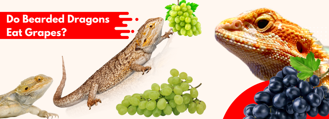 Do Bearded Dragons Eat Grapes