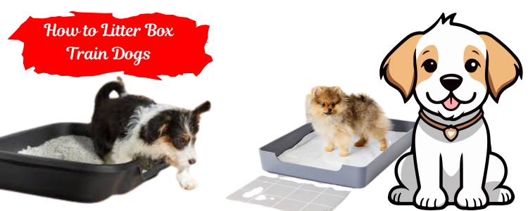 Dog Litter Box Training