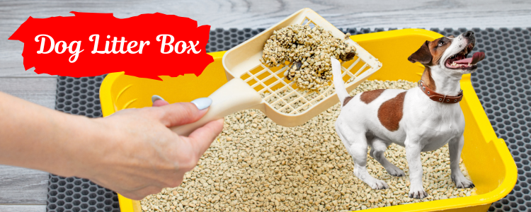 Dog Litter Box