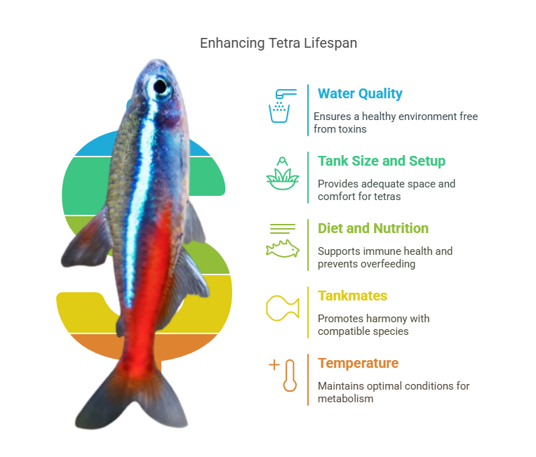 Factors That Affect Tetra Lifespan