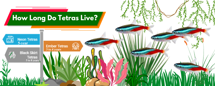 How Long Do Tetras Live