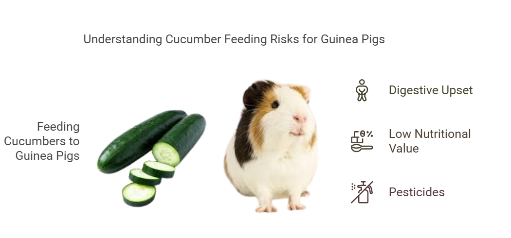 Risks of Feeding Cucumbers to Guinea Pigs