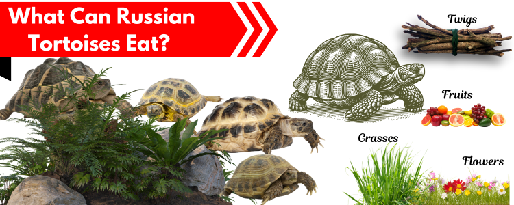 What Can Russian Tortoises Eat