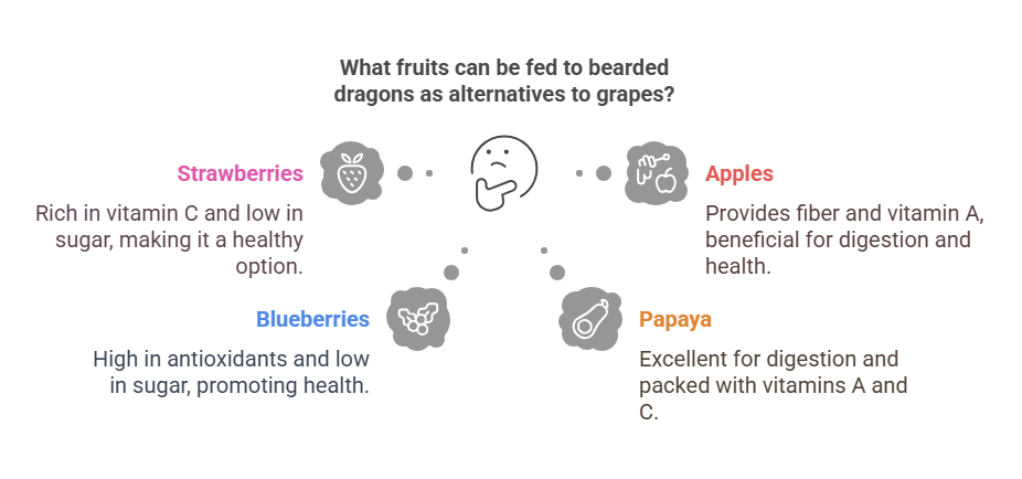 What Other Fruits Can Bearded Dragons Eat