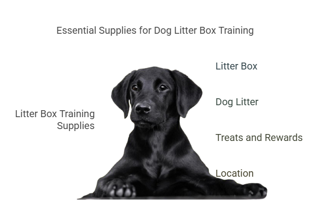 What You Need for Litter Box Training